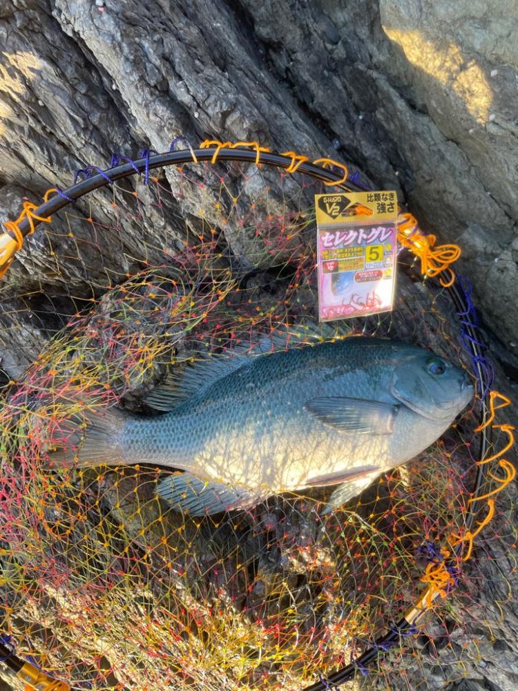 グレ釣り〜TKTYF TEAM杯〜