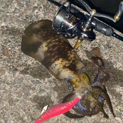 中紀にてエギング♪カワハギ♪