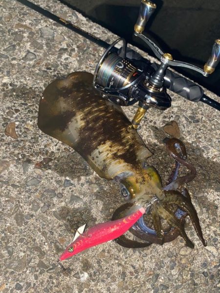 中紀にてエギング♪カワハギ♪