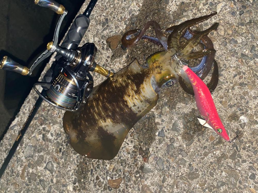 中紀にてエギング♪カワハギ♪