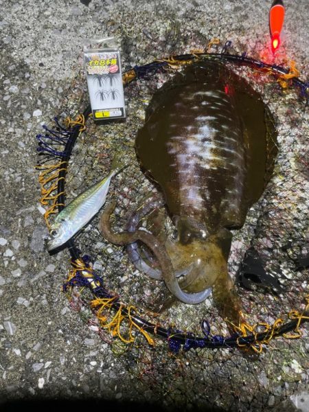 アオリイカ釣り