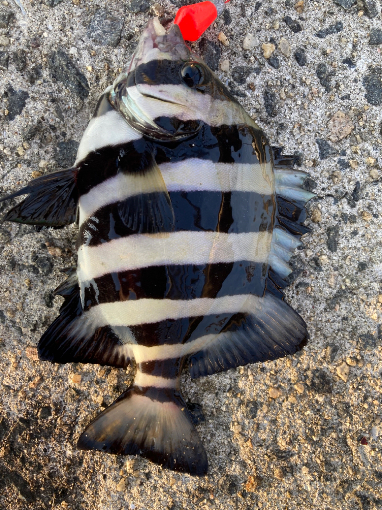 青物が釣れません…