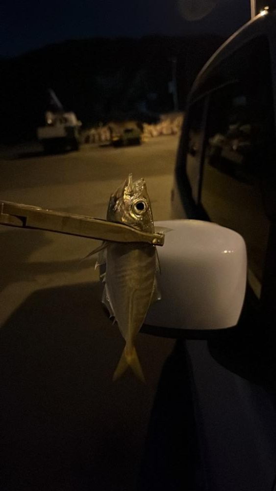 アジ狙いでアジ釣れました