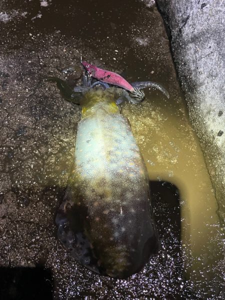 良型！！キロアップならず！