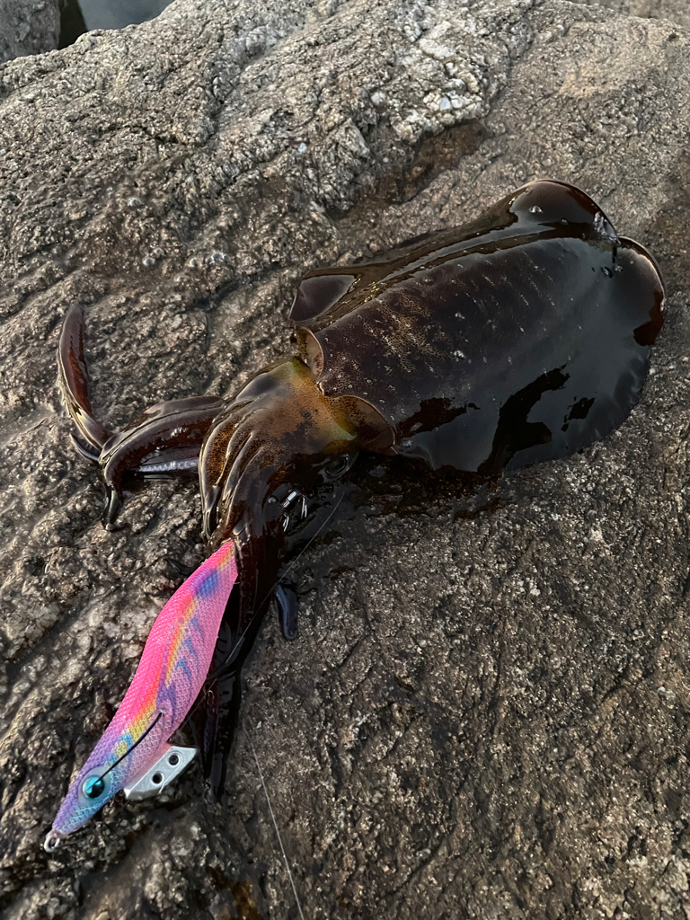 エギングからのメバリング