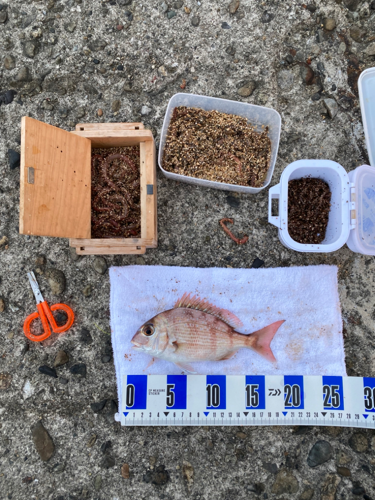 カレイ、落ちギス狙い