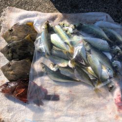 豆アジ、ボウズなし！昼間でもお土産豊富