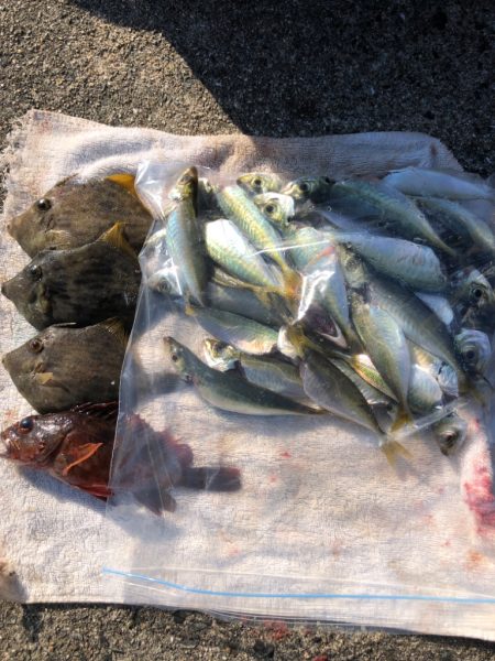 豆アジ、ボウズなし！昼間でもお土産豊富