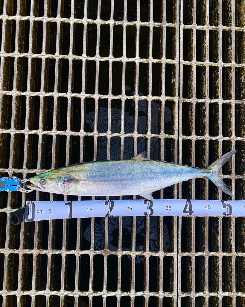 サゴシ&エソ祭り