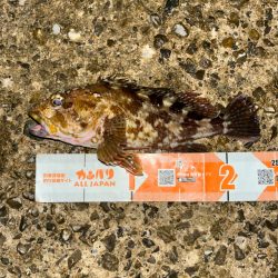 ガシラ活性高し