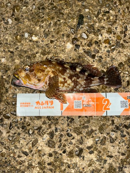 ガシラ活性高し