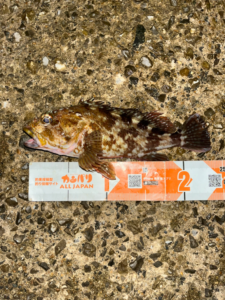 ガシラ活性高し