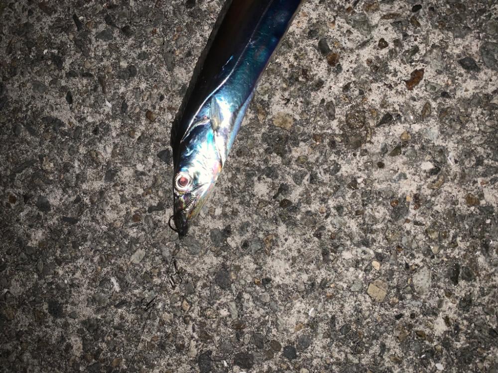 太刀魚！
