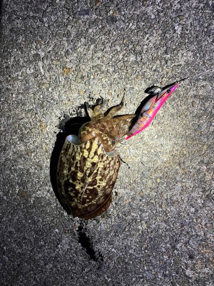 アジングのはずがエギング