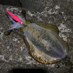 月明かりに照らされて🎶