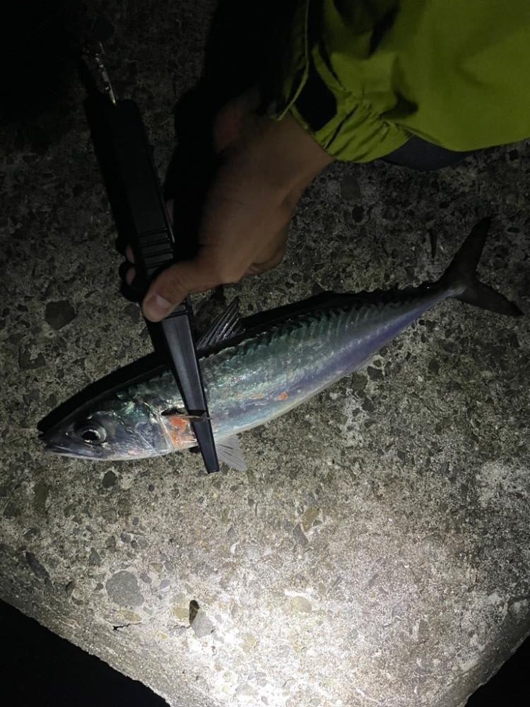 フロートとジグヘッドで釣り
