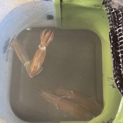 ヒイカエギング