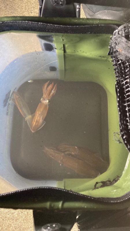 ヒイカエギング