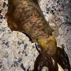 今期はラストエギング