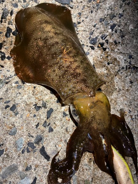 今期はラストエギング