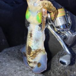 エギングはやめられない〜