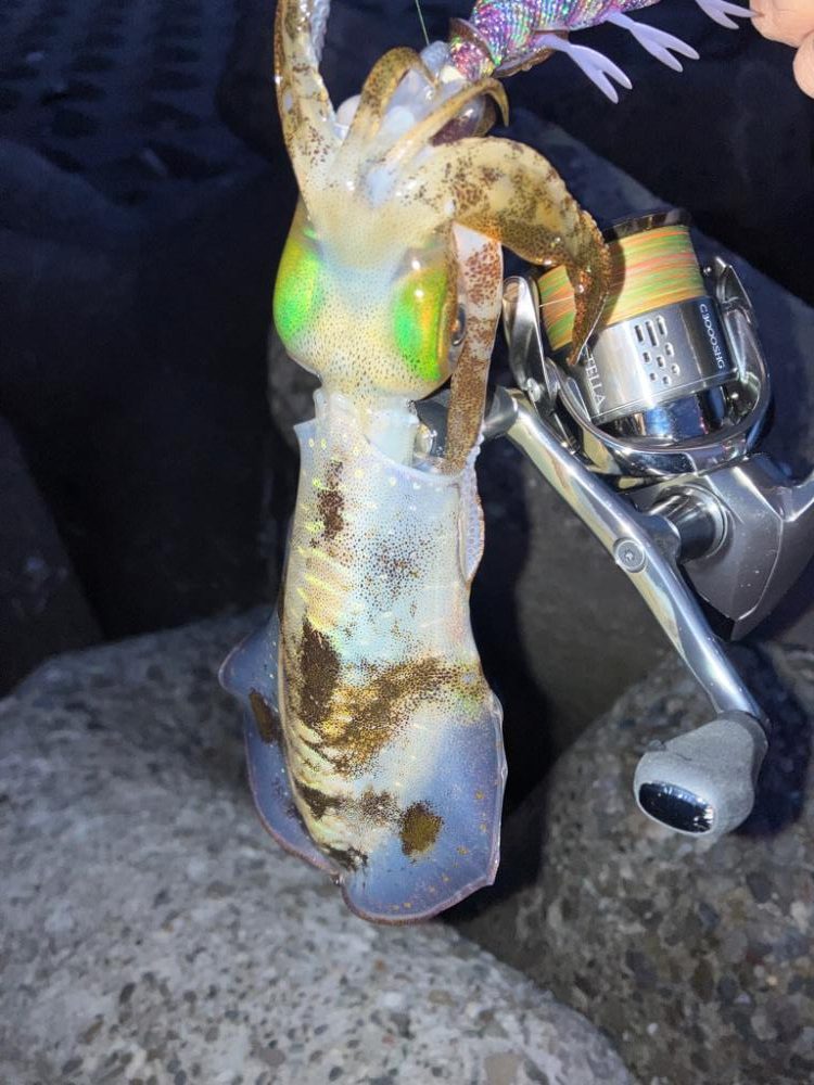 エギングはやめられない〜