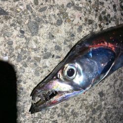 太刀魚！！！！