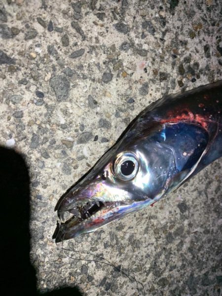 太刀魚！！！！