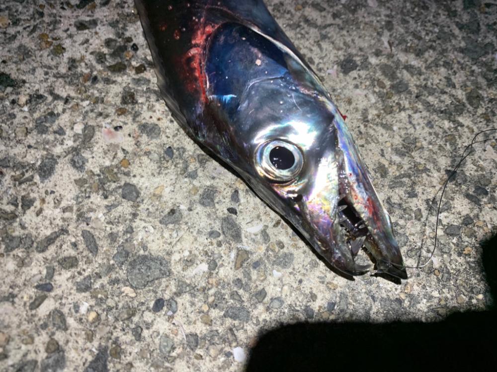 太刀魚！！！！