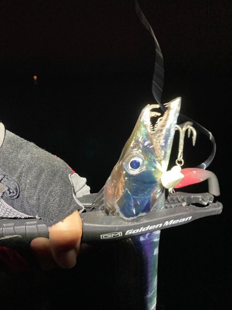 タチウオとついでにカワハギ