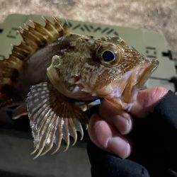 今夜もライトゲーム