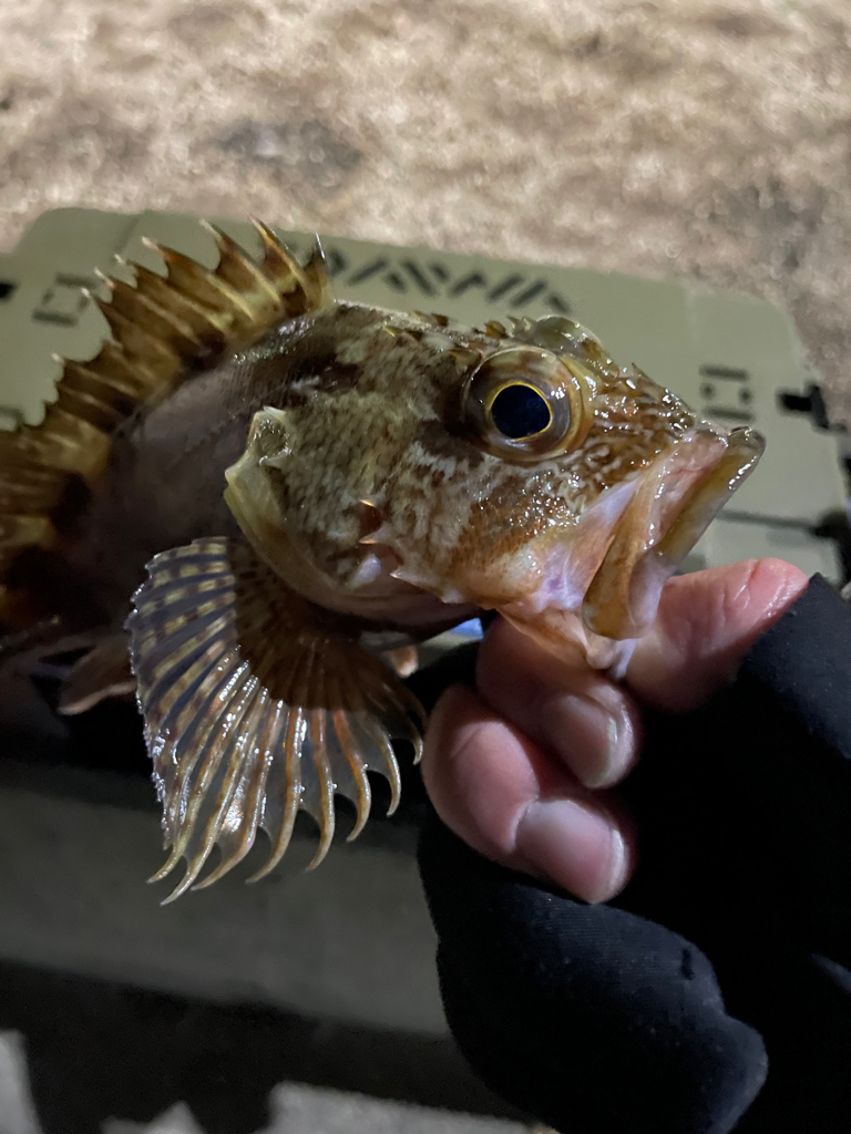 今夜もライトゲーム