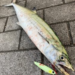 激渋湾奥コスモ。何とか青牙55cm。。