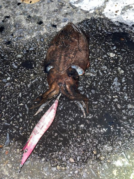 キロアップ狙いのエギング♪