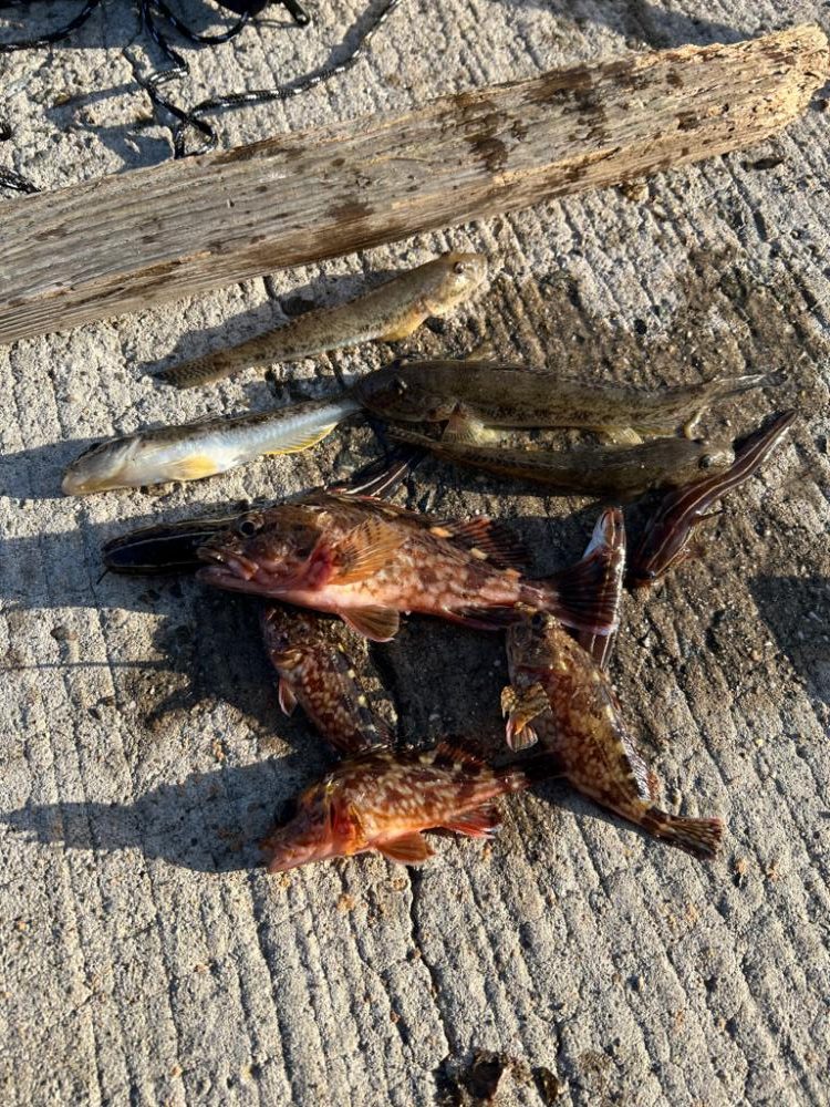 ヒイカを探して結局…