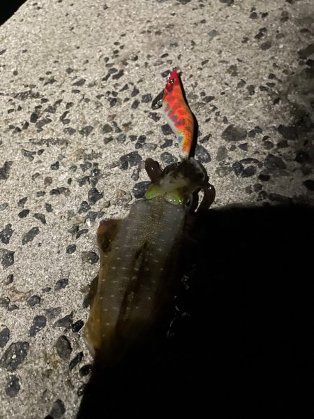 キロアップ狙いが泣