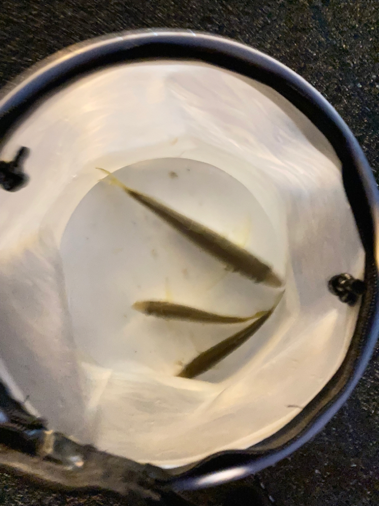 大鯵リベンジならず