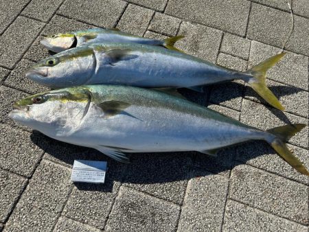 大阪湾で青物