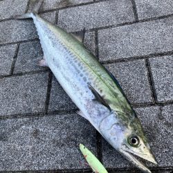 激渋湾奥コスモ。何とか青牙55cm。。