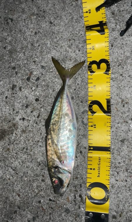 初めての尺アジ！