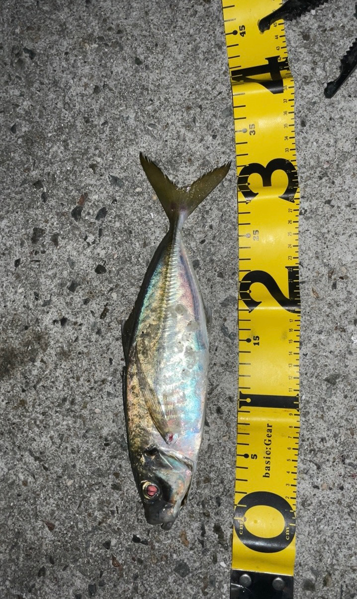 初めての尺アジ！