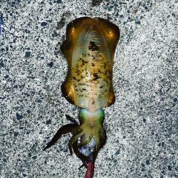 キロオーバーなかなかしない