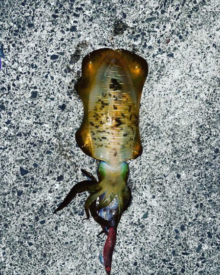 キロオーバーなかなかしない