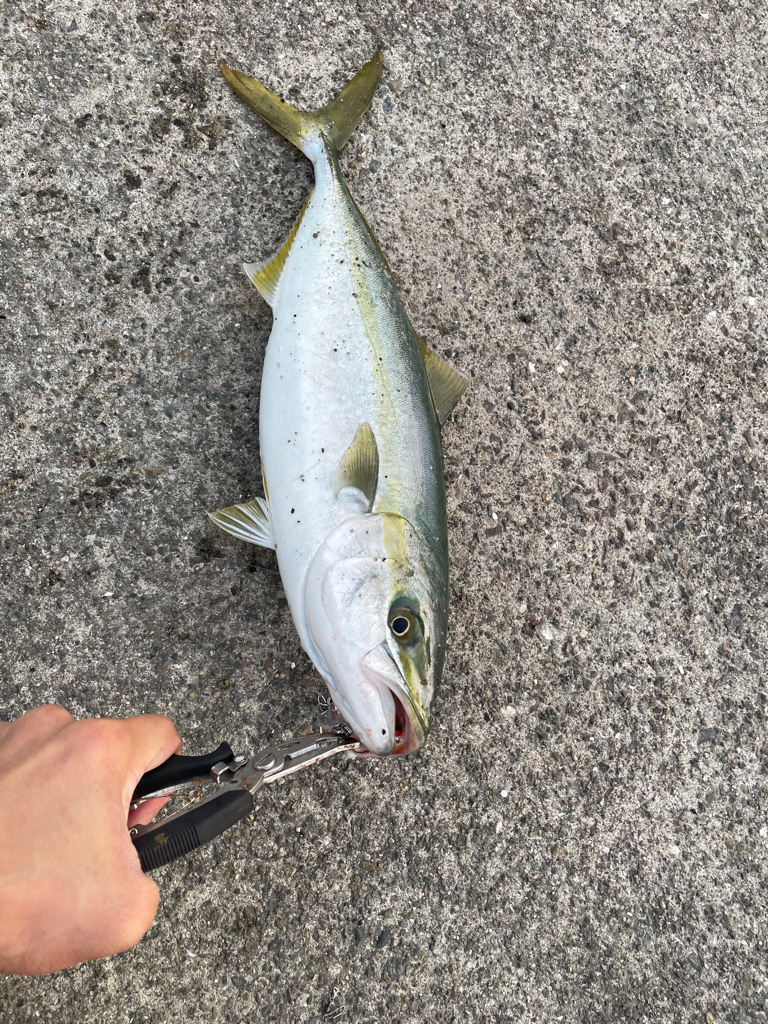 ハマチ！ナブラ！