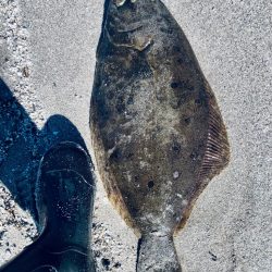 久しぶりの吹上ヒラメ