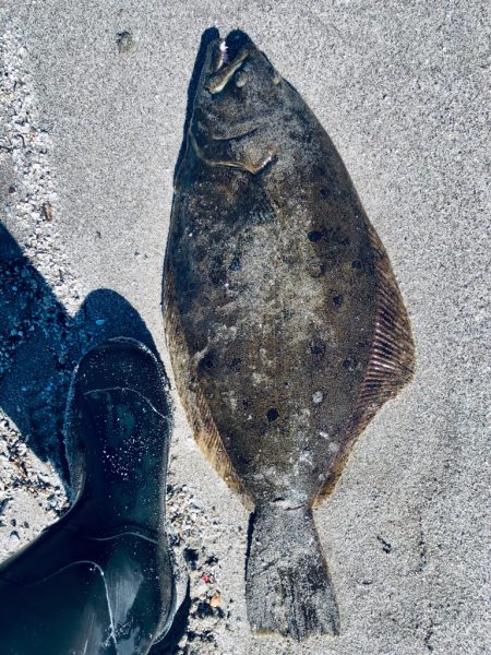 久しぶりの吹上ヒラメ