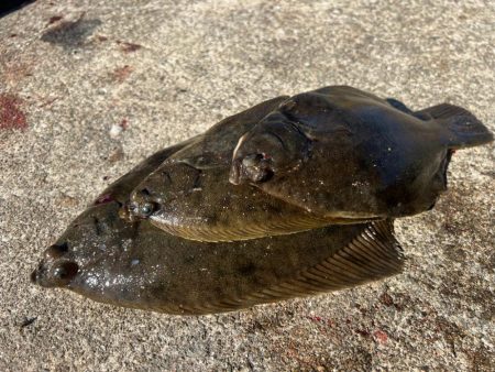 カレイ釣りPart2