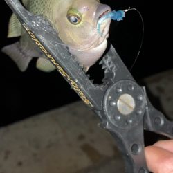 アジングでまたグレが！