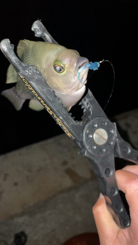 アジングでまたグレが！