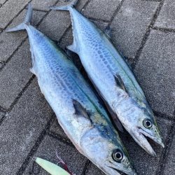 湾奥コスモ。青牙2本。。